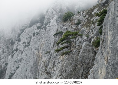 Sheer Rock Wall With Rare Trees In Fog