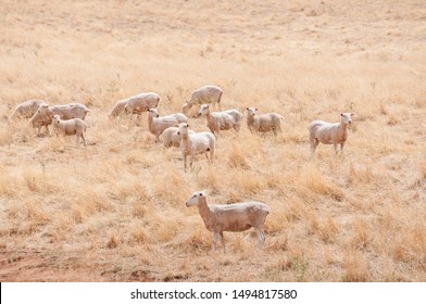 Sheered Australian Merino Sheep On A Paddock With Dry Grass