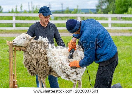 Sheering the sheep by two men. Making wool from farm animal.