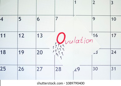 Ovulation Calendar Chart