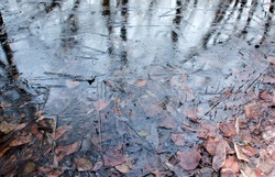 Sheet Of Ice Submerged Fallen Leaves Fall Leaves On Ground Puddle Autumn Leaf Foliage Reflections Winter Season