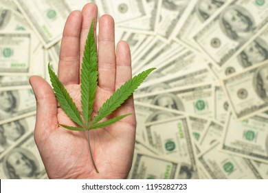 A sheet of marijuana for money, dollars and cannabis, a legal and black market business