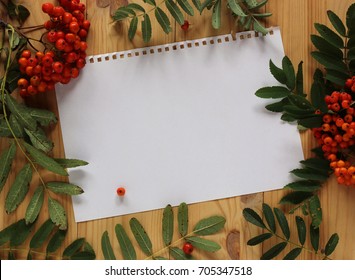 A Sheet Of White A4 Paper On The Table And Bunches Of Mountain Ash, Top View. Empty Space For Your Text Or Image.