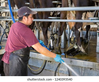 Sheffield, New Zealand - August 03 2018: A Farm Worker Hoses Cow Effluent From The Milking Area In A Dairy Shed