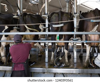 Sheffield, New Zealand - August 03 2018: A Farm Worker Attaches Cups To Dairy Cows In The Milking Shed