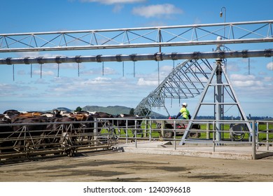 Sheffield, New Zealand - August 03 2018: A Farm Worker Rounds Up Cows And Herds Them Into The Milking Shed 