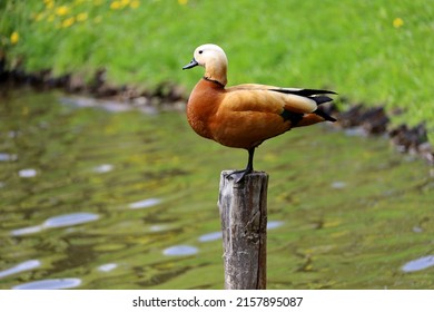 4 360件の Ferruginea の画像 写真素材 ベクター画像 Shutterstock