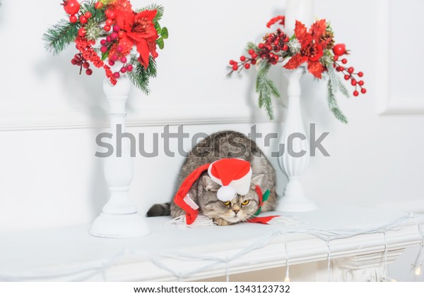 Shelf Above Fireplace British Cat Small Stock Photo Edit Now