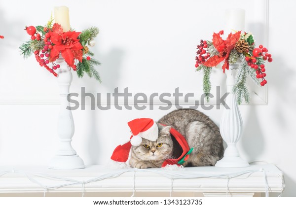 Shelf Above Fireplace British Cat Small Stock Photo Edit Now