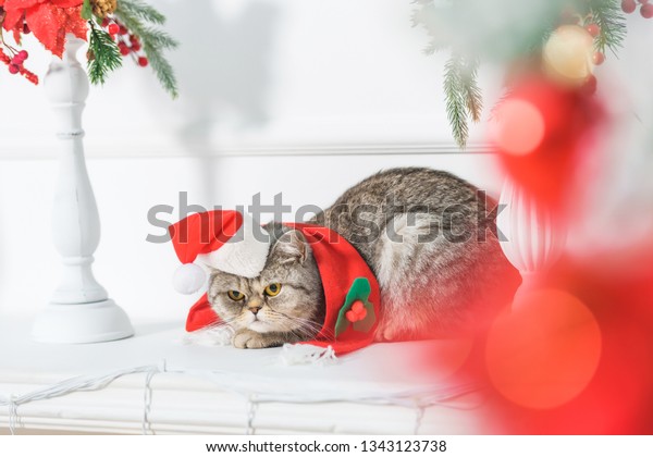 Shelf Above Fireplace British Cat Small Stock Photo Edit Now