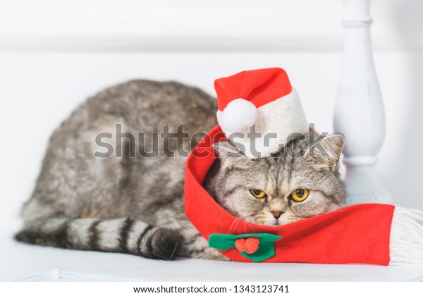 Shelf Above Fireplace British Cat Small Royalty Free Stock Image