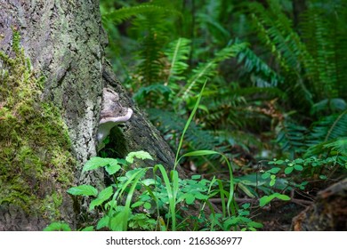 Shelf Bracket Mushroom On Tree In Forest With Ferns