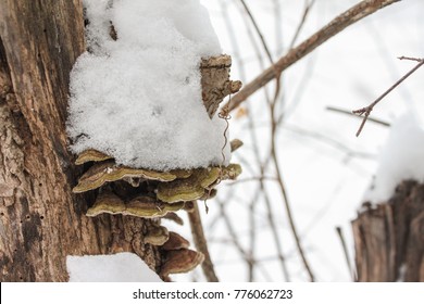 Shelf Fungi Grow From The Side Of A Tree Stump Under A Pile Of Fresh Snow. It's Mid-December, Not Even Winter Yet, But Up In The North Woods, Snow Comes Early And Often! Taken In Ashland, WI. 