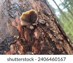 Shelf mushrooms, moss, fungus and other foliage on a tree in British Columbia Canada