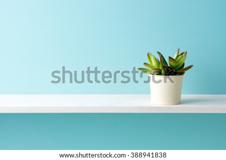 A shelf and a plant