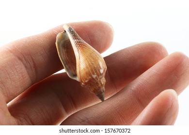 Shell