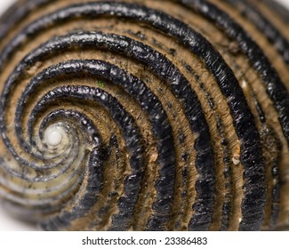 Shell