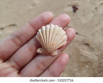 Shell