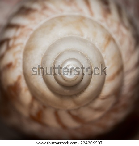 Similar – Image, Stock Photo snail shell Snail