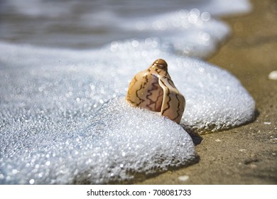 shell ashore in waves of sea in sunset