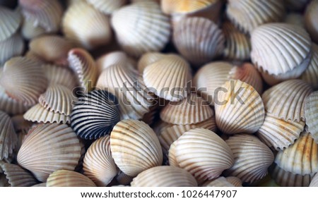Shell Background Atlantic Shells Lines Many Stock Photo (Edit Now ...