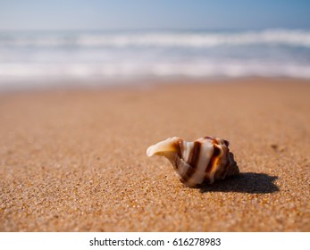 Shell in beach