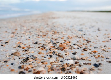 Shell Beach On Anastasia Island Florida