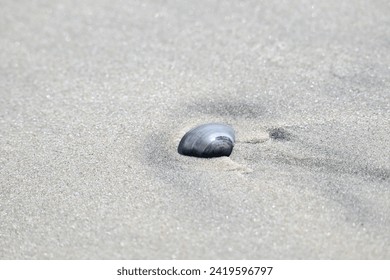 Shell in beach sand, wallpaper