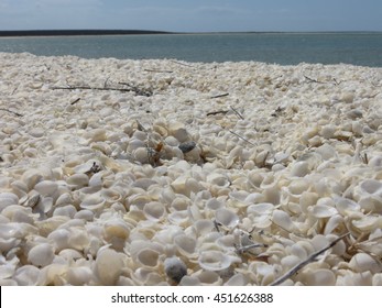 Shell Beach Shark Bay, Western Australia