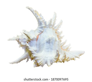 Shell Of Chicoreus Ramosus, Ramose Murex