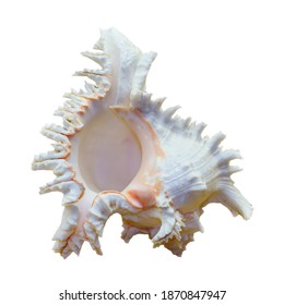 Shell Of Chicoreus Ramosus, Ramose Murex