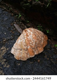The shell of a clam is a hard structure that protects the body of the clam. This shell is made of calcium carbonate and is surrounded by a thin layer of protein called periostracum. 