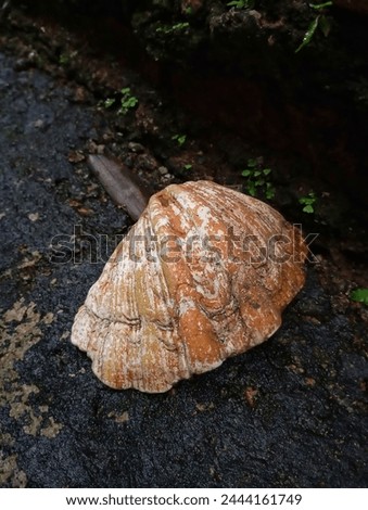 The shell of a clam is a hard structure that protects the body of the clam. This shell is made of calcium carbonate and is surrounded by a thin layer of protein called periostracum. 