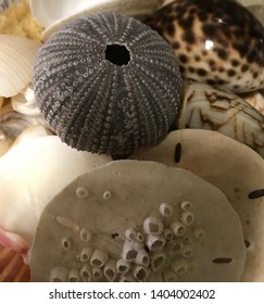 Shell close up collection pile