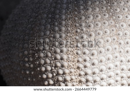 shell close up in light and shade, fibonacci