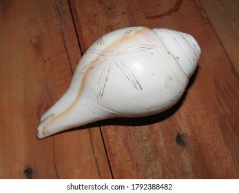 The Shell Or Conch On The Wooden Table Ruff Texture Background