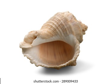 Shell, Conch Shell, Queen Conch.