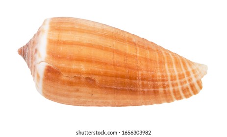 Shell Of Cone Snail Isolated On White Background