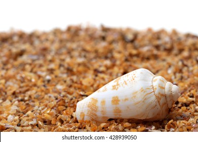 Shell Of Cone Snail On Sand And White Background With Copyspace