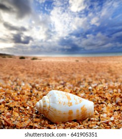 Shell Of Cone Snail On Sand And Sea With Blue Sunlight Sky At Background 