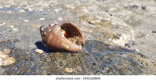 Shell With Crab Hidden In The Stone