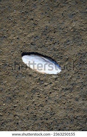 Shell (Cuttlebone) of the Cuttlefish (Sepia officinalis) during low Tide at North Sea,Germany 