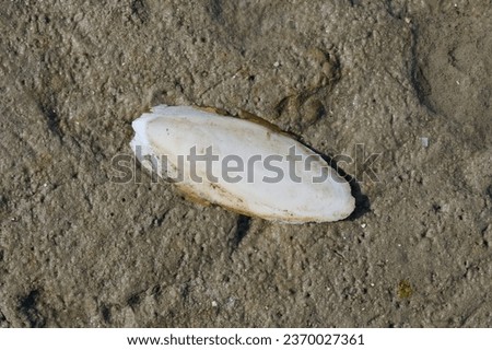 Shell (Cuttlebone) of the Cuttlefish (Sepia officinalis) during low Tide at North Sea,Germany 
