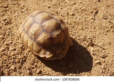 57 Dead baby turtle Images, Stock Photos & Vectors | Shutterstock