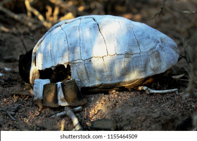 Shell Decomposing Turtle Nature Reserve Stock Photo Edit Now 1155464509