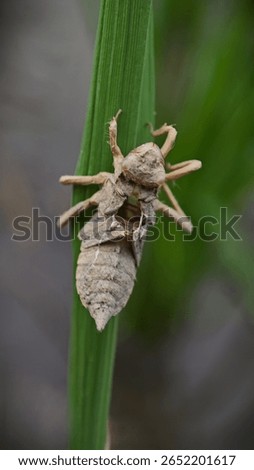 The shell of a dragonfly larva (nowadays, dragonfly nymph). The shell is abandoned during metamorphosis into an adult dragonfly.