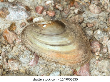 Shell Of Duck Mussel, Anodonta Anatina On Rocks 