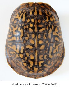 Shell Of Eastern Box Turtle Isolated On White