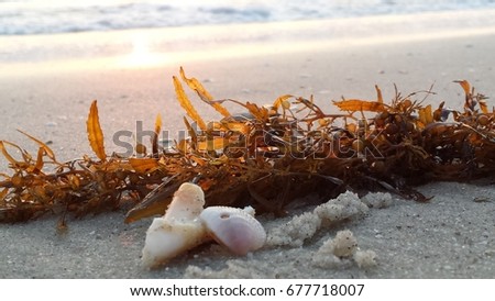 shell and et seeweed on Naples beach sunset, Florida, Usa
