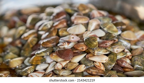 Shell Fish Closeup For Sale At A Local Seafood Market.           